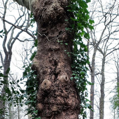 De Kerf, Brigitte Brigitte De Kerf