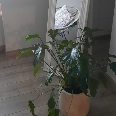 De Kerf, Brigitte Brigitte De Kerf