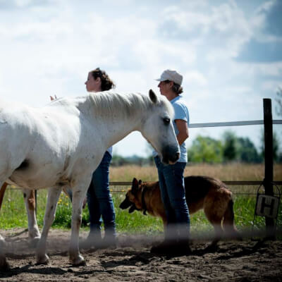 De Stobbeleere, Inge Inge De Stobbeleere