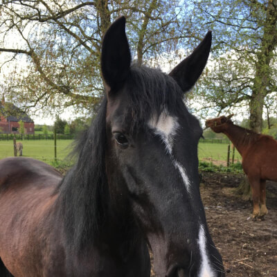 Decleer, Karlien Karlien Decleer