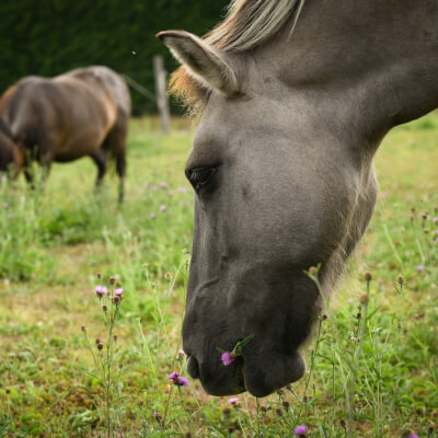 Jespers, Diane Diane Jespers