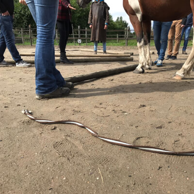 De Stobbeleere, Inge Inge De Stobbeleere