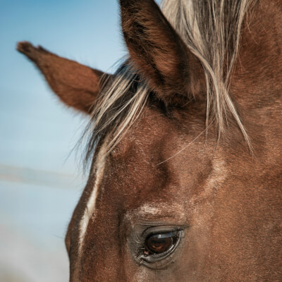 Bervoets, Tinne Tinne Bervoets