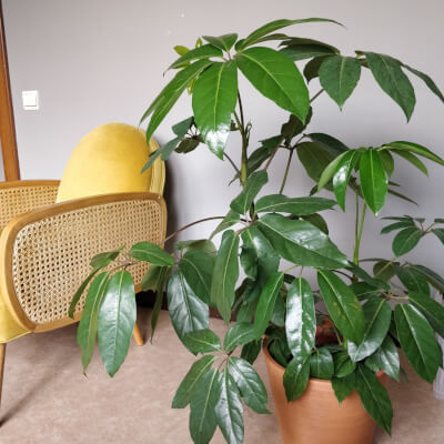 Hermans, Arianne Arianne Hermans