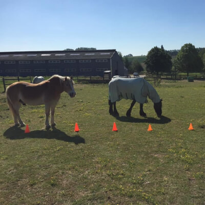 Desmet, Lesley Lesley Desmet